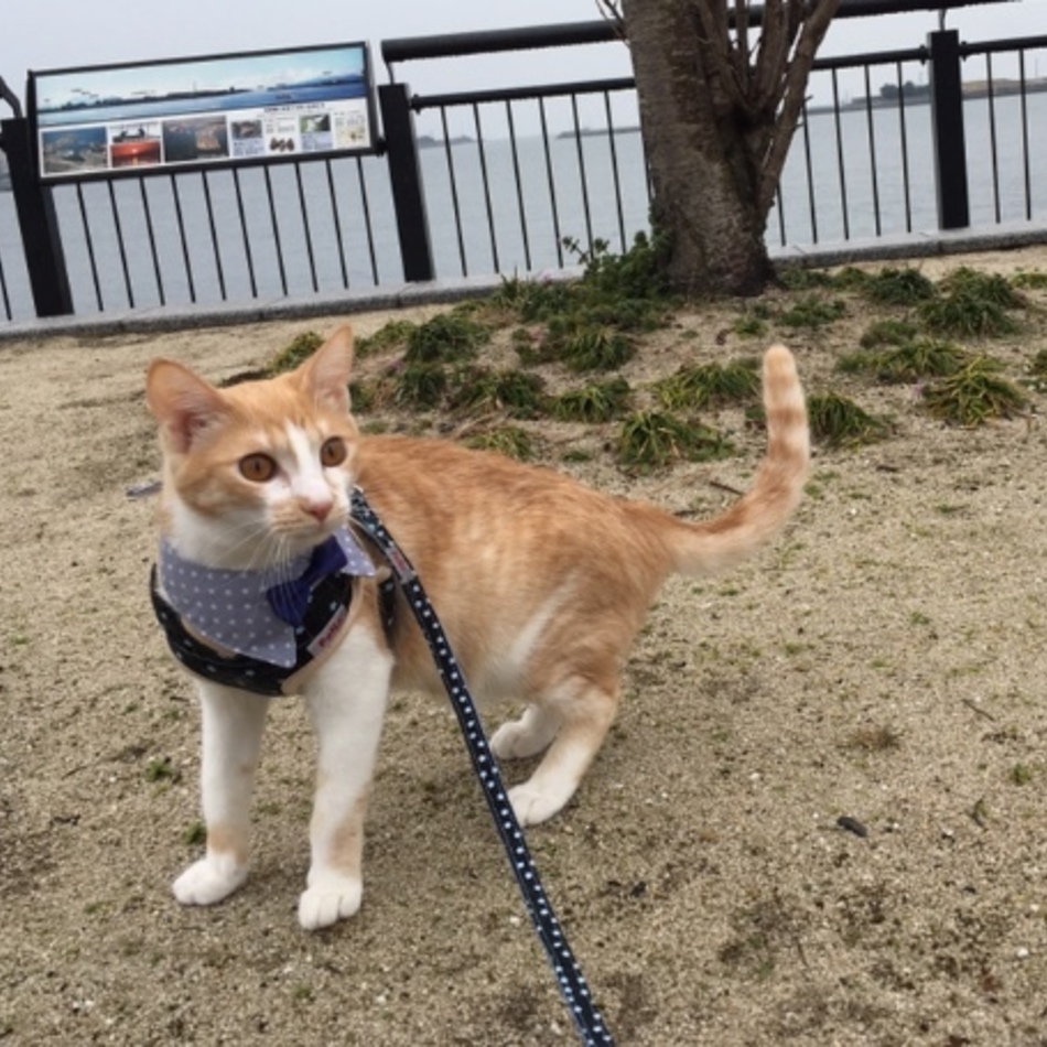 ちゃちゃまるのカバー写真