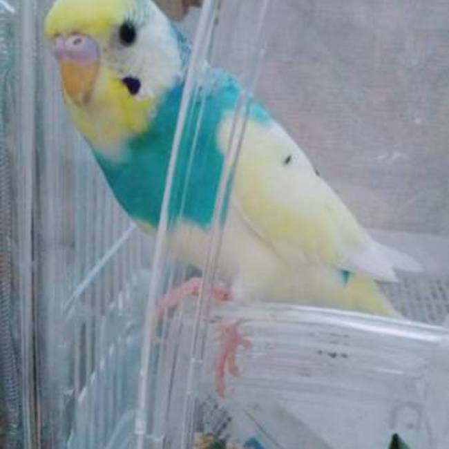 とうこ29のカバー写真