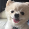 ポメラニアンポメラニアン好き