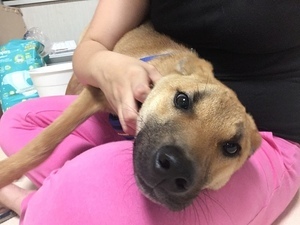 足長 鼻黒 若犬のシュー 大阪府 犬の里親募集 ペットのおうち 月間利用者150万人