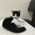 ◉ 人間大好きな甘えん坊の男の子 ◉