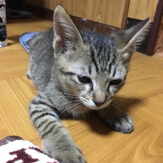 おっとりで優しい男の子