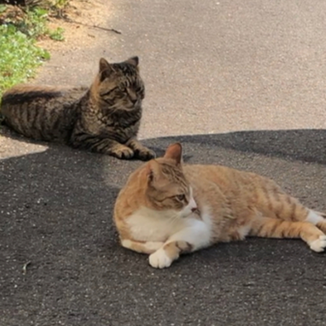 とらうめのカバー写真