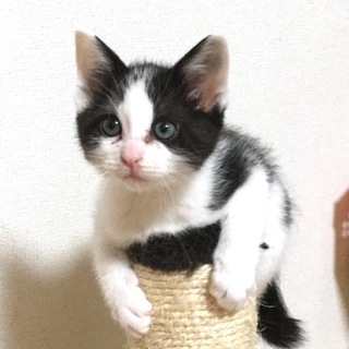 シュウシュウ 正式譲渡になりました