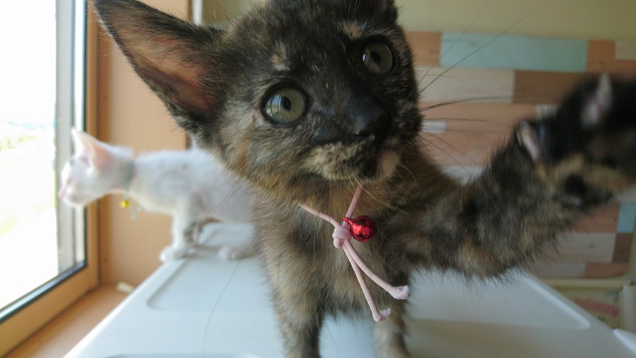 おっとり甘えん坊☆美猫ちゃん サムネイル2