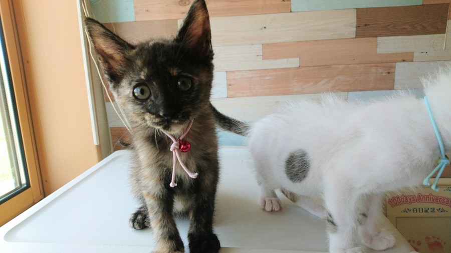 おっとり甘えん坊☆美猫ちゃん サムネイル3