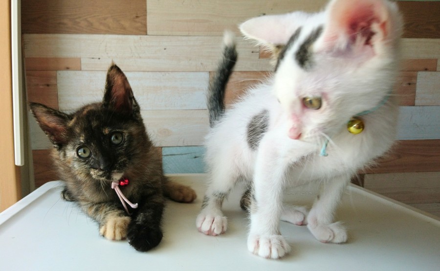 おっとり甘えん坊☆美猫ちゃん サムネイル4