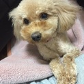 3歳の男の子(一旦締め切りさせて頂きます)