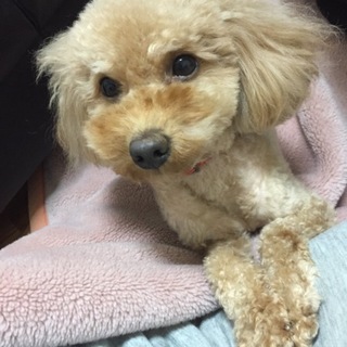 3歳の男の子(一旦締め切りさせて頂きます)