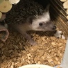 生後6ヶ月のオスのハリネズミ サムネイル2
