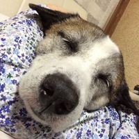 こすけ