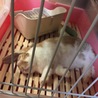 お昼寝。