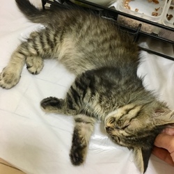 撫でられるのが好きすぎる