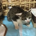 サバシロの子猫ちゃんです