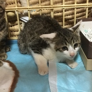 サバシロの子猫ちゃんです
