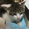 サバシロの子猫ちゃんです サムネイル2