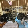 サバシロの子猫ちゃんです サムネイル3