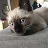 テト