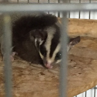 フクロモモンガ