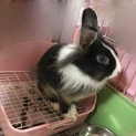 ミニウサギ 黒