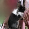 ミニウサギ 黒 サムネイル2