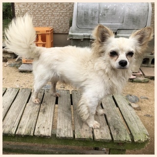 大きなチワワ 男の子