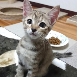 珍しい色合い☆おっとり甘えん坊の女の子