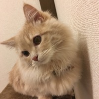 えび