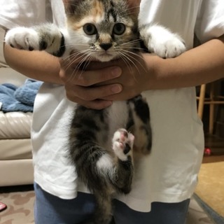 ちょっとお転婆な三毛猫ちゃん