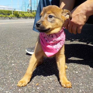 譲渡されました！！