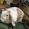 春うさ さん