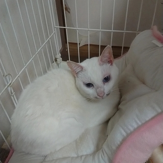 【至急】近畿圏で探しております。【猫+犬】