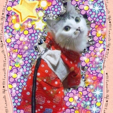 にゃんまるの写真