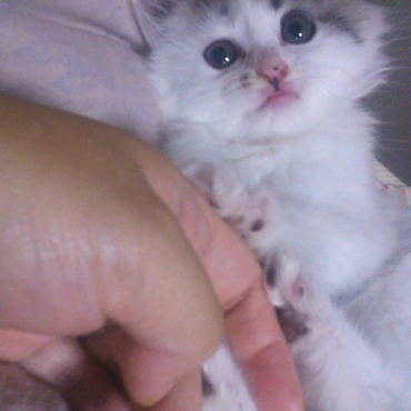 にゃんまるの写真