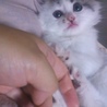 の写真