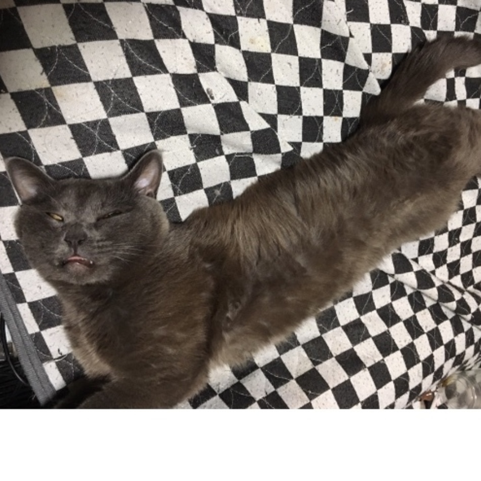 はにゃまるのカバー写真
