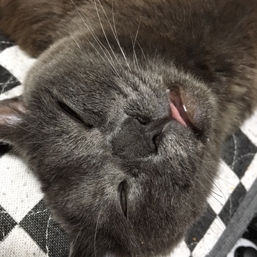はにゃまるの写真