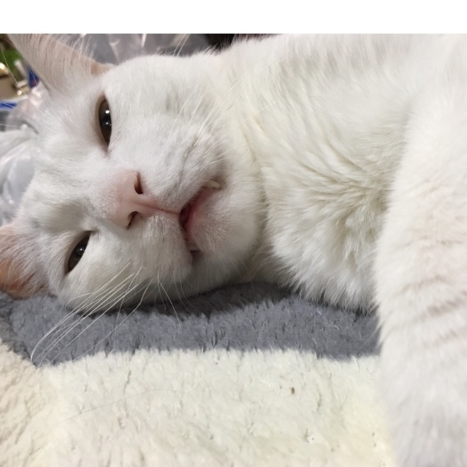 もこまるのカバー写真