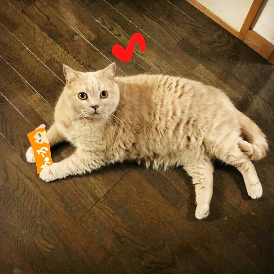 小太朗のカバー写真
