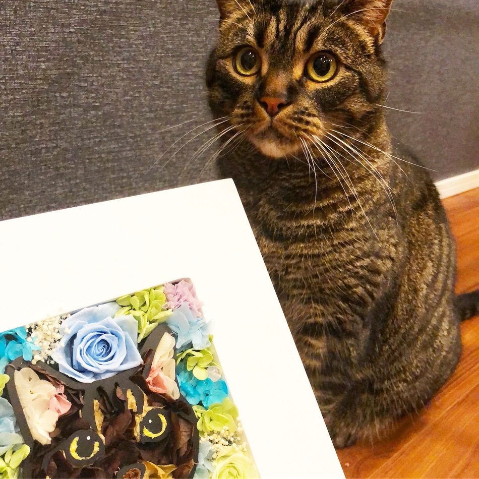 ジュノのカバー写真