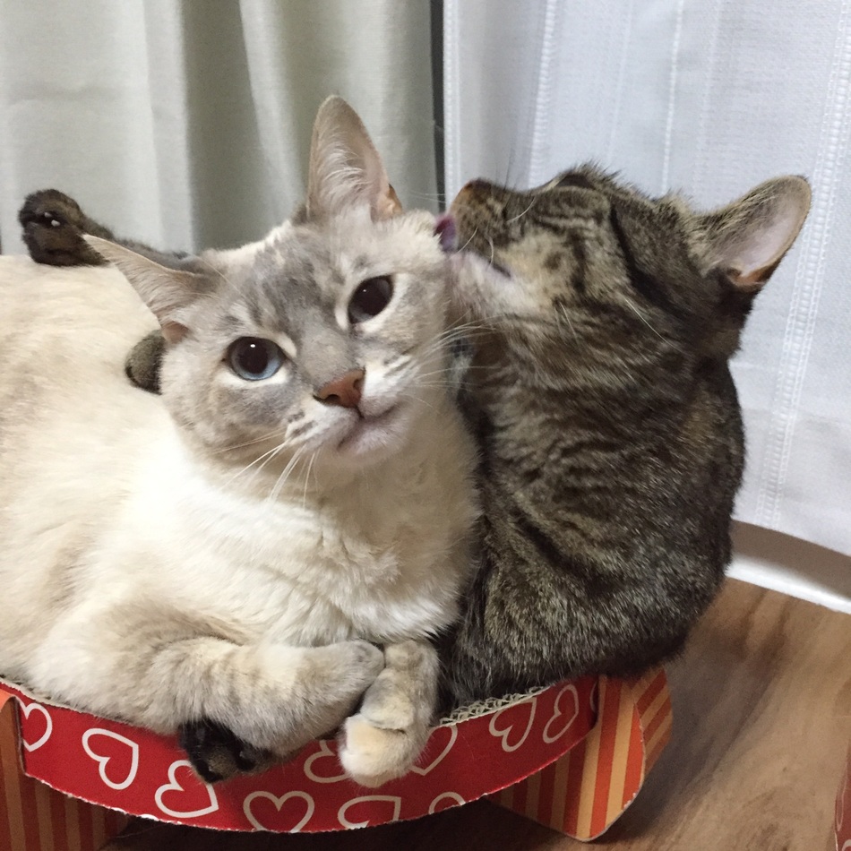 ジルのカバー写真