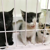 人が大好き！可愛い子猫2兄弟  サムネイル4