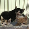 人が大好き！可愛い子猫2兄弟  サムネイル6