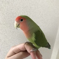ありがとうございました