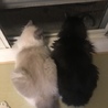 れおるか