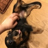 【譲渡会参加】カニンヘンダックス(ハンデあり) サムネイル2