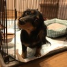 【譲渡会参加】カニンヘンダックス(ハンデあり) サムネイル6