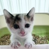 人が大好き！可愛い子猫2兄弟  サムネイル3