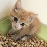 人が大好き！可愛い子猫2兄弟  サムネイル2