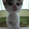 人が大好き！可愛い子猫2兄弟  サムネイル5